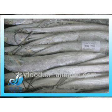 Congelado Un ribbonfish redondo entero del grado